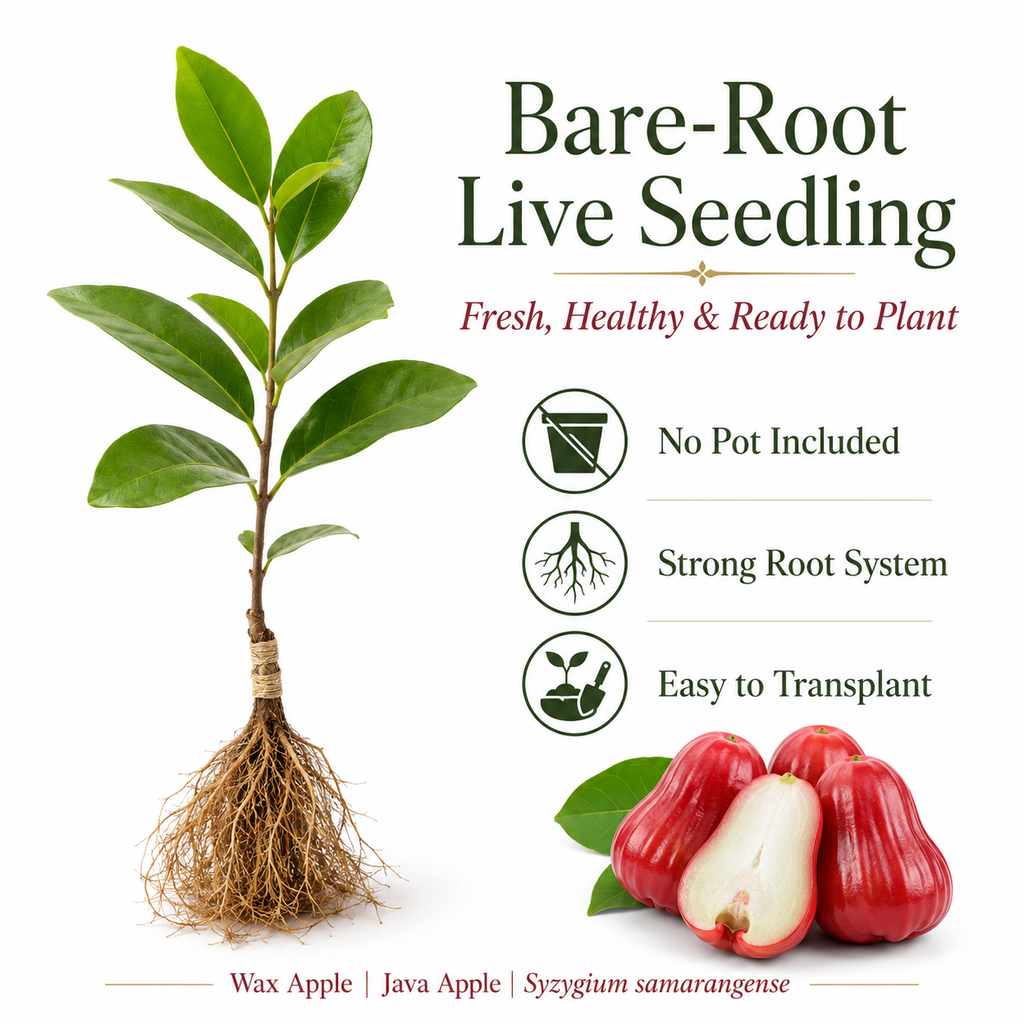 Live Wax Apple Tree Starter – Sweet, Crisp Tropical Fruit
