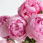 Colorful Peony Flower-Over 7 Colors