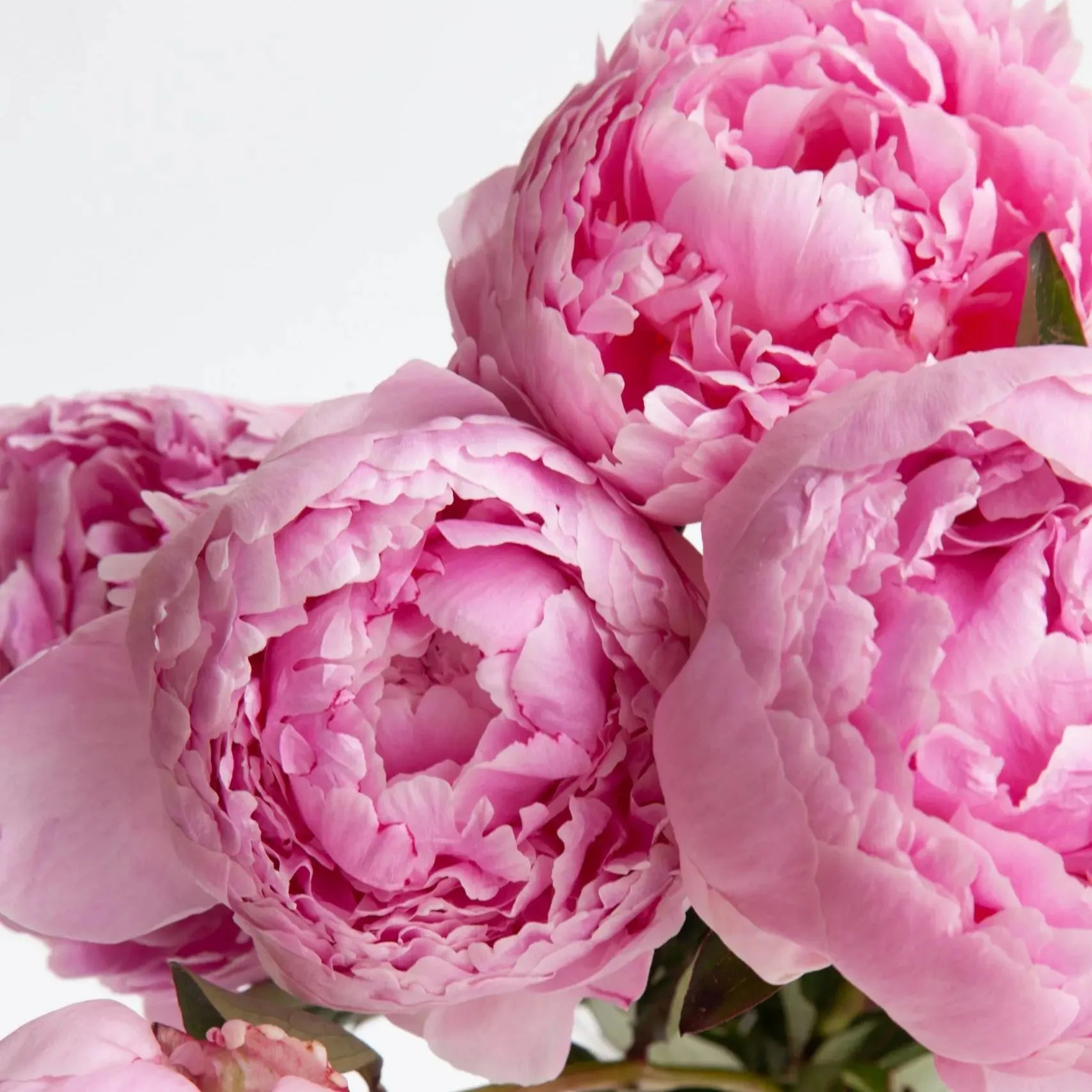Colorful Peony Flower-Over 7 Colors