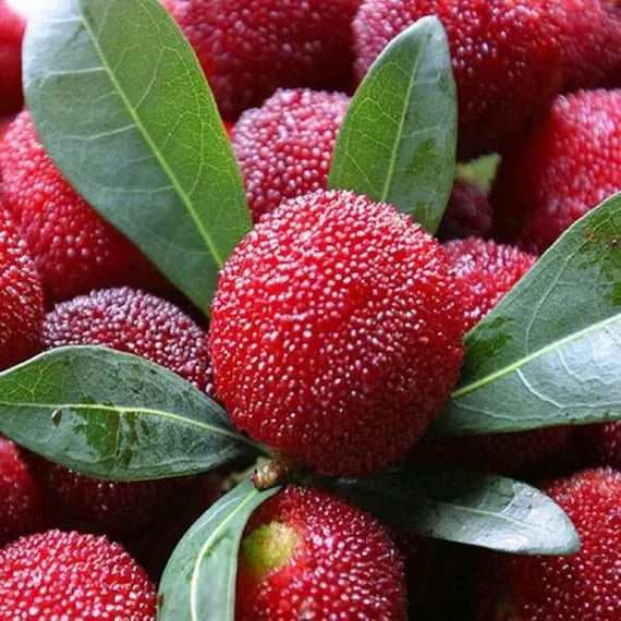 Guava Seeds--The Beauty Of Winter❄️