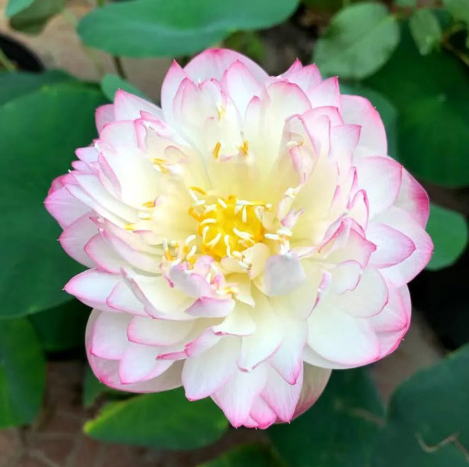 🌸[7 days germination]Last Day Sale - 50% OFF💐The Sacred Bonsai Bowl Lotus Flower