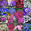 Cineraria Mix Flower Seeds-Over 10 Colors
