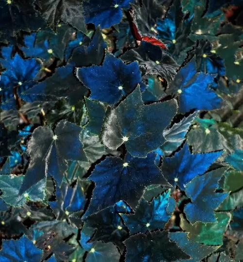 Black Swan Begonia