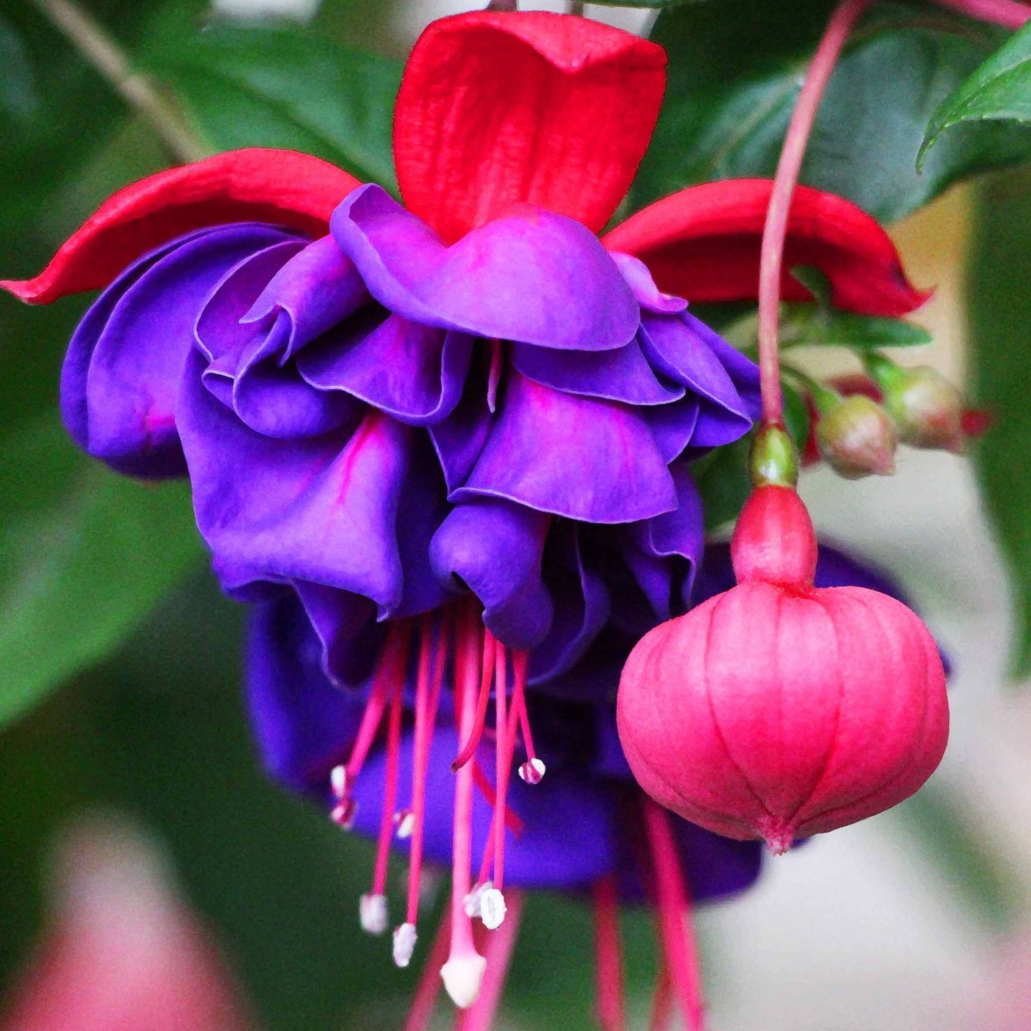 🧚🏼Fuchsia Flowers Seeds-Dancing Elf🪴Bonsai