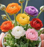 🪴Double-flowered Rose Orchid Seeds-Cold-resistant and fragrant