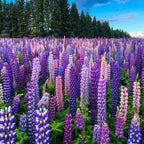 LUPINE FLOWER SEEDS