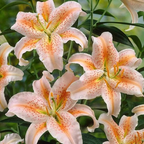🌸Beautiful purple Rare Color Lily Bulbs– Blooms of Elegance and Grace 🌸