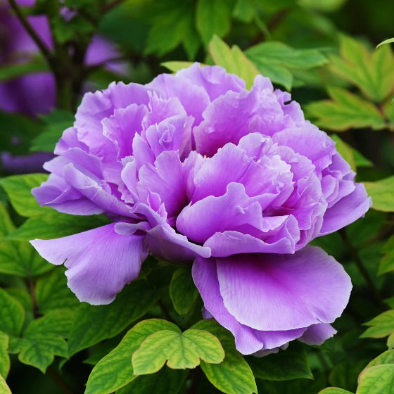 White Peony Seeds – Symbol of luck and wealth