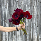 Bordeaux Anemone Seeds