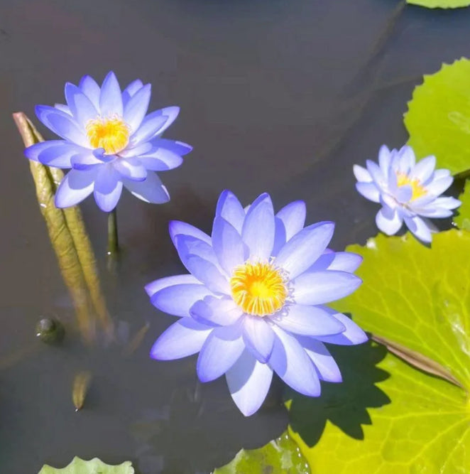 🌸[7 days germination]Last Day Sale - 50% OFF💐The Sacred Bonsai Bowl Lotus Flower
