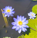 🌸[7 days germination]Last Day Sale - 50% OFF💐The Sacred Bonsai Bowl Lotus Flower