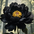 🖤Black Beauty Peony Seeds