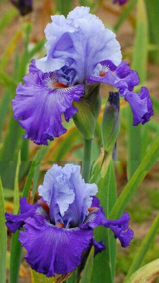 Purple Iris Seeds