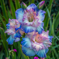 Blue Nebula Gladiolus Corms🌺