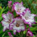 Fairy Kiss Gladiolus Corms🌺