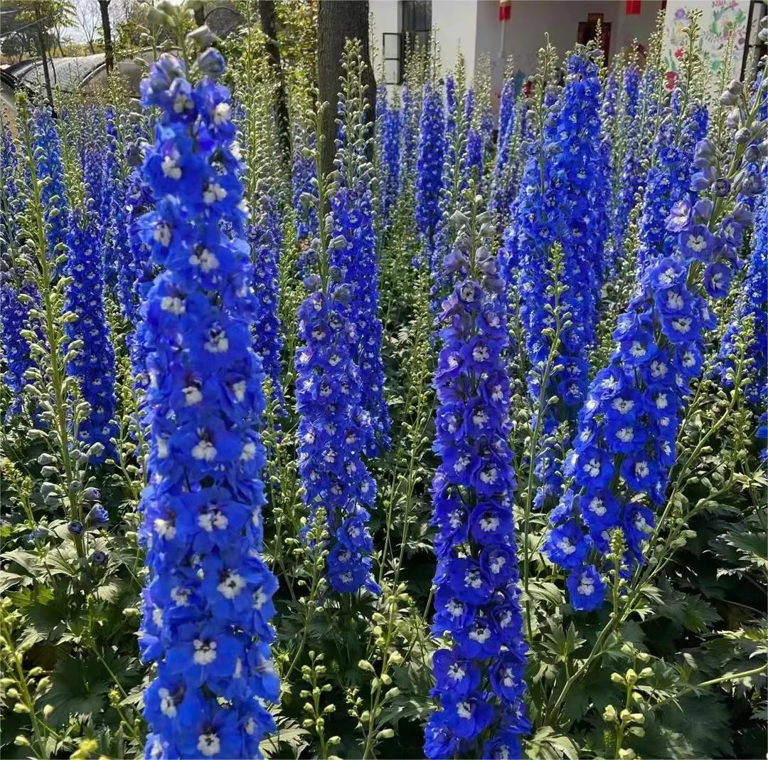 Delphinium Seeds-Mixed 7 Colors