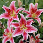 🌸Beautiful purple Rare Color Lily Bulbs– Blooms of Elegance and Grace 🌸