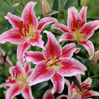 🌸 Rare Color Lily Bulbs– Blooms of Elegance and Grace 🌸