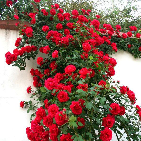 🌹[REPEATED FLOWERING]🌹CLIMBING ROSE SEEDS - HAPPINESS INCREASES