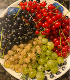Rainbow Color Cape Gooseberry Seeds