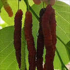 Four seasons long fruit mulberry seeds
