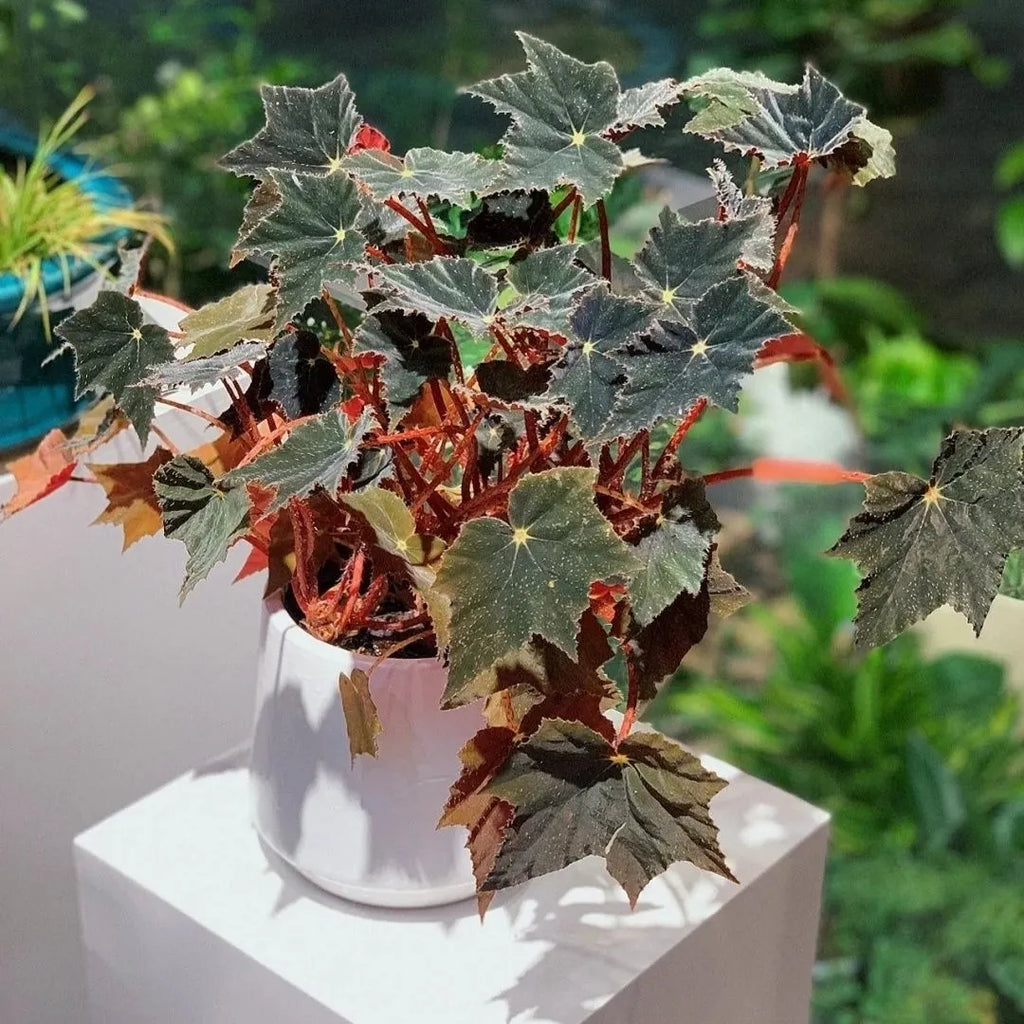 Black Swan Begonia