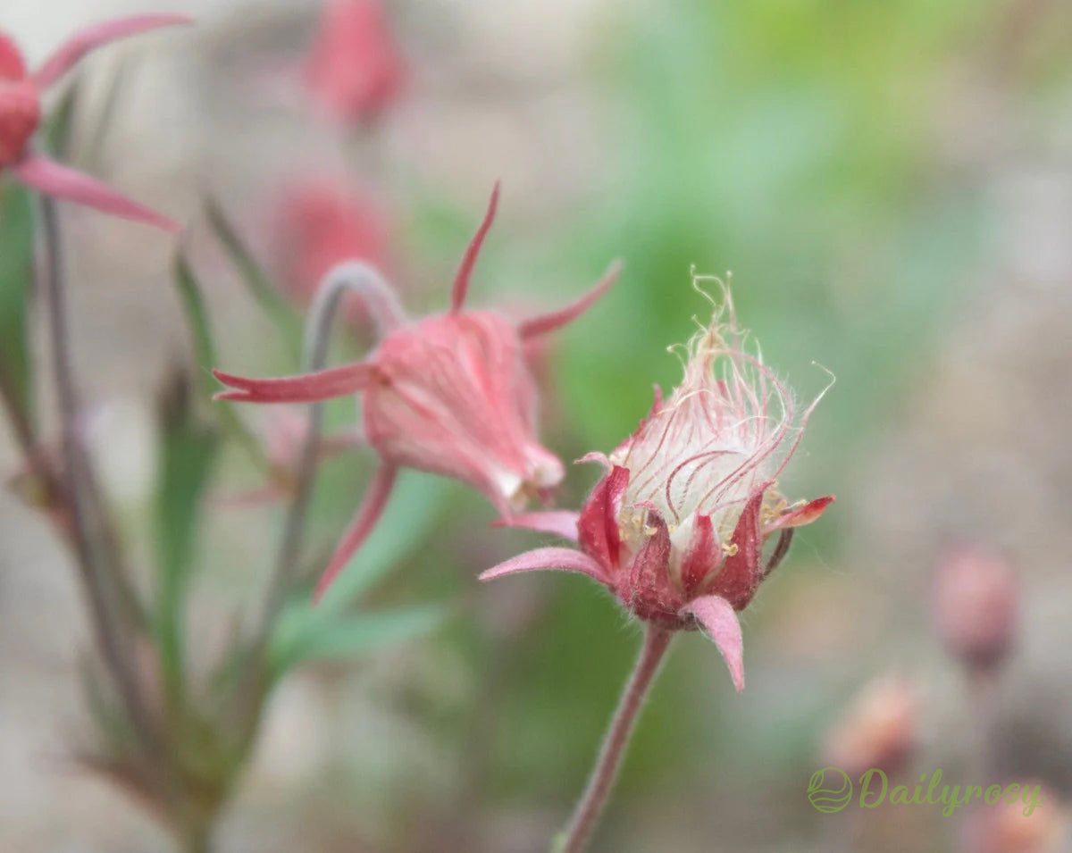 Prairie Smoke Flower Seeds