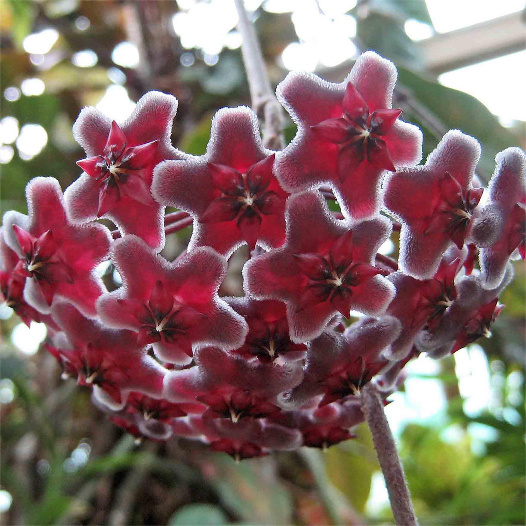 Hoya Seeds - Stars falling from the sky✨