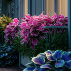 🎁2025 Special Offer🌿 Fire & Ice Rare Hosta Flower Seeds