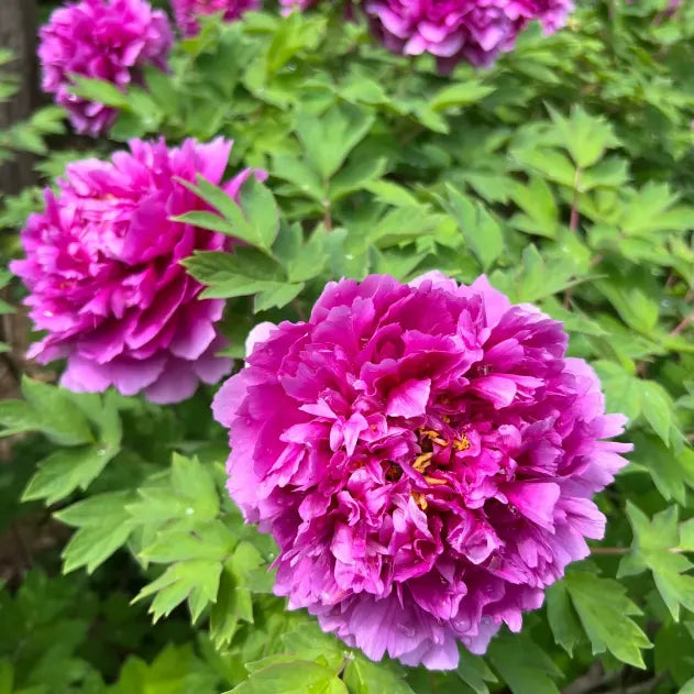 White Peony Seeds – Symbol of luck and wealth