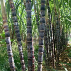 🌱 Grow Your Own Sugarcane – High Germination Seeds ✨ for Easy Home Gardens 🌿