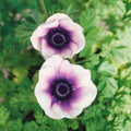 Pastel Violet Anemone Seeds
