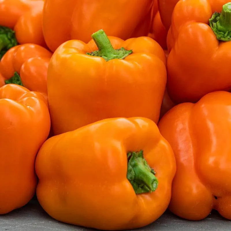 Pepper Milena F1 Organic