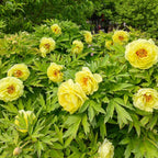 White Peony Seeds – Symbol of luck and wealth
