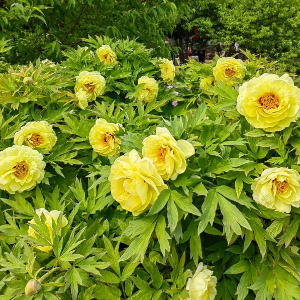 White Peony Seeds – Symbol of luck and wealth
