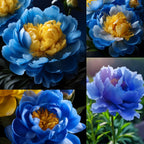 💙💛Blue Yellow Peony Flower Seeds