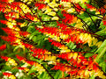 Firecracker Vine Ipomoea Lobata Seeds