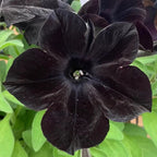 Black Petunia Seeds