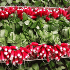 Thumb Fruit Radish Seeds