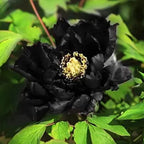 Yellow Peony Seeds – Symbol of luck and wealth