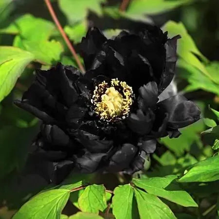 Red White Peony Seeds – Symbol of luck and wealth