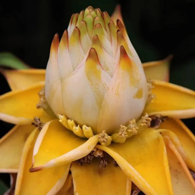 Golden Red Lotus Seeds: Embrace Tranquility with Every Bloom 🌸