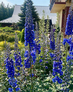 Delphinium Seeds-Mixed 7 Colors