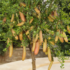 Finger Lime Seeds-Citrus Australasica