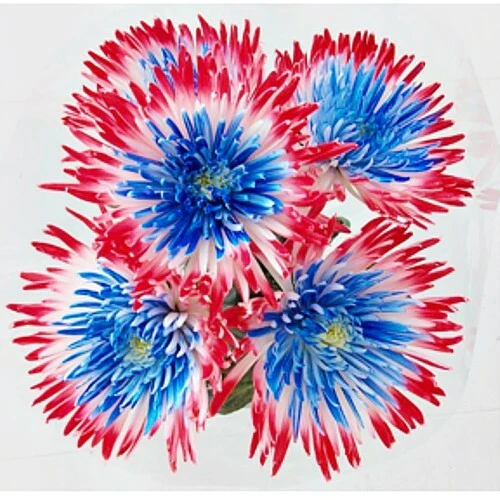 Mixed Spider Mums Flower Seeds-Over 20 Colors