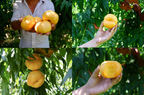 🌟Golden Legend - Golden Peach Seeds