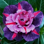 🎁Desert Rose Bulbs🌵Super easy care! 🌸 Adenium Obesum Bulbs