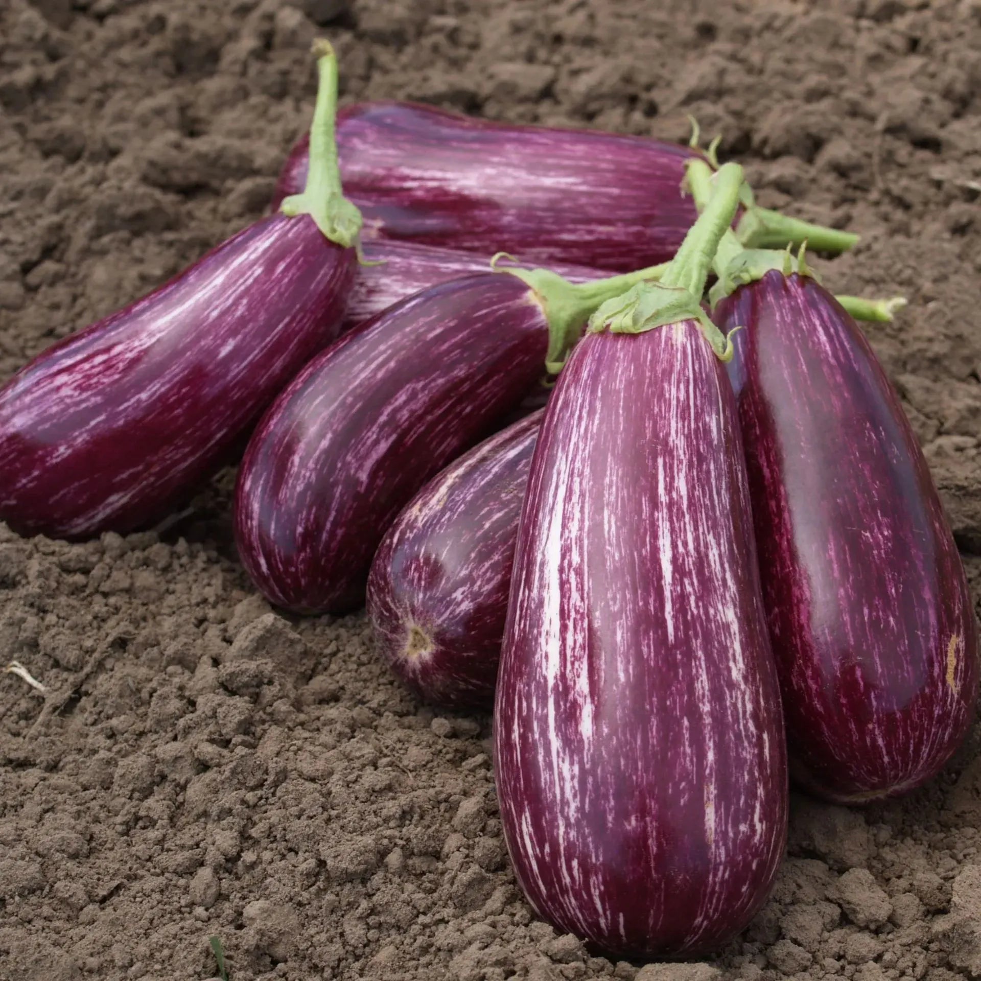 🍆 Nubia Eggplant Vegetable Seeds-Striped eggplant