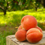 🔥 85K+ SOLD! 🍑 Heirloom "Honey Red" Dwarf Peach Tree Live Seeds