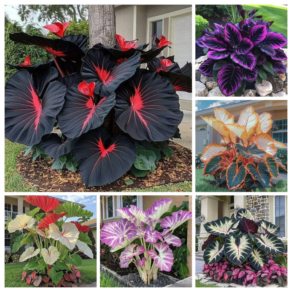 🎁2025 Special Offer🌿 Fire & Ice Rare Hosta Flower Seeds